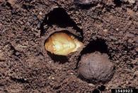 green June beetle (<em>Cotinis nitida</em>) pupa(e)