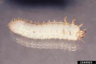 green June beetle (<em>Cotinis nitida</em>) larva(e)
