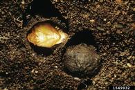 green June beetle (<em>Cotinis nitida</em>) pupa(e)