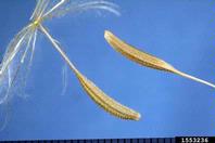 goatsbeard (<em>Tragopogon spp.</em>) fruit(s)