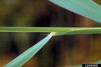 leaf sheath