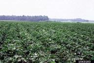 sweetpotato (<em>Ipomoea batatas</em>) field
