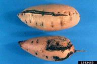 Air crack on upper root and root-knot induced lesions on lower root.  (Jewel, Nov 1977)