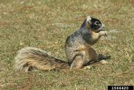 fox squirrel (<em>Sciurus niger</em>) adult(s)