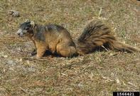 fox squirrel (<em>Sciurus niger</em>) adult(s)