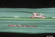Leaf blotch of sudangrass caused by <em>Pantoea stewartii</em>. August 1995