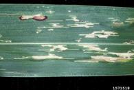 Leaf blotch of sudangrass caused by <em>Pantoea stewartii</em>. August 1995