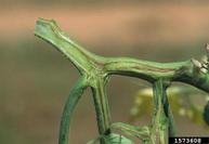 Pseudomonas corrugata Bugwoodwiki