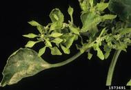 Close up of affected plant. No specific causal agent was confirmed beyond symptoms being consistent with phytoplasmas generally. August 1997