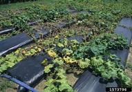 Marginal leaf firing is the common symptom produced (cushaw squash). August 1997