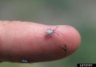 Squash bug nymphs. August 1997