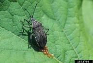 Adult ovipositing on squash leaf. August 1997