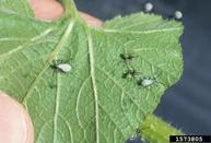 Nymphs on underside of squash leaf. August 1997