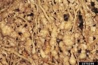 Washed cantaloupe root system full of nodules caused by <em>Meloidogyne </em>sp. August 1998