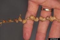 Wahsed cantaloupe root full of nodules caused by <em>Meloidogyne </em>sp. August 1998