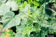 Cucumber beetle feeding damage on pigweed in a field of cucumber. August 1998
