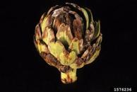 on artichoke