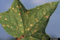 Leaf spots. August 1999