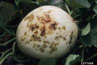 Fruit with small, water-soaked spots. July 2001