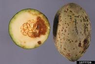 Whole fruit and cross section with showing external and internal symptoms. July 2001