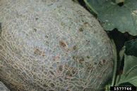 Close-up of mature fruit with small lesions. July 2001