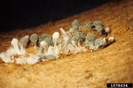 Coremia of Penicillium on sweetpotato root
