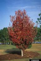 red maple