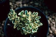 Buxus microphylla 'Variegata'