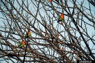 Fischer's lovebird (<em>Agapornis fischeri</em>) adult(s) on (<em> </em>)