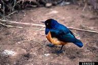 Superb Starling (<em>Lamprotornis superbus</em>) adult(s) on (<em> </em>)
