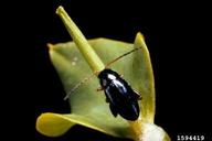 brown-legged spurge flea beetle (<em>Aphthona lacertosa</em>) adult(s) on leafy spurge (<em>Euphorbia esula</em>)