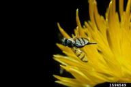 yellow star thistle gall fly (<em>Urophora sirunaseva</em>) adult(s) on yellow starthistle (<em>Centaurea solstitialis</em>)