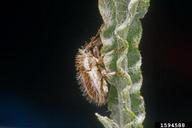 yellow starthistle hairy weevil (<em>Eustenopus villosus</em>) adult(s) on yellow starthistle (<em>Centaurea solstitialis</em>)