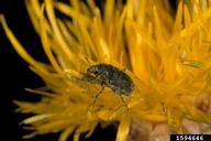 yellow starthistle bud weevil (<em>Bangasternus orientalis</em>) adult(s) on yellow starthistle (<em>Centaurea solstitialis</em>)
