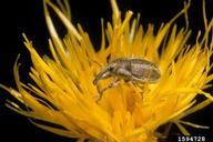 yellow starthistle hairy weevil (<em>Eustenopus villosus</em>) adult(s) on yellow starthistle (<em>Centaurea solstitialis</em>)
