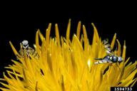yellow star thistle gall fly (<em>Urophora sirunaseva</em>) adult(s) on yellow starthistle (<em>Centaurea solstitialis</em>)