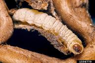 rush skeletonweed root moth (<em>Bradyrrhoa gilveolella</em>) larva