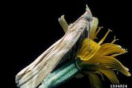 rush skeletonweed root moth (<em>Bradyrrhoa gilveolella</em>) adult(s) 