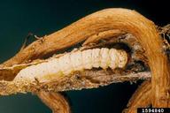 rush skeletonweed root moth (<em>Bradyrrhoa gilveolella</em>) larva
