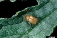 ragwort flea beetle (<em>Longitarsus jacobaea</em>) adult