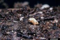 ragwort flea beetle (<em>Longitarsus jacobaea</em>) pupa