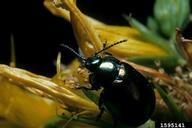 St. Johnswort beetle (<em>Chrysolina hyperici</em>) adult(s) on common St. Johnswort (<em>Hypericum perforatum</em>)