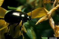St. Johnswort beetle (<em>Chrysolina hyperici</em>) adult(s) on common St. Johnswort (<em>Hypericum perforatum</em>)