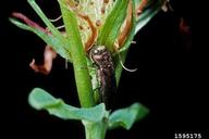 St. Johnswort beetle (<em>Agrilus hyperici</em>) adult(s) on common St. Johnswort (<em>Hypericum perforatum</em>)