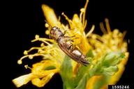 St. Johnswort beetle (<em>Agrilus hyperici</em>) adult(s) on common St. Johnswort (<em>Hypericum perforatum</em>)