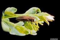 St. Johnswort beetle (<em>Agrilus hyperici</em>) adult(s) on common St. Johnswort (<em>Hypericum perforatum</em>)