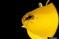 Scottish broom seed weevil (<em>Exapion fuscirostre</em>) adult(s) on Scotch broom (<em>Cytisus scoparius</em>)