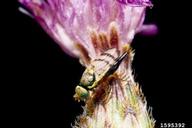 knapweed gall fly (<em>Urophora affinis</em>) adult(s) on spotted knapweed (<em>Centaurea stoebe</em>)