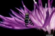 knapweed seed head fly (<em>Urophora quadrifasciata</em>) adult(s) on spotted knapweed (<em>Centaurea stoebe</em>)