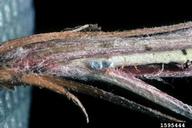 brown-winged knapweed moth (<em>Pterolonche inspersa</em>) egg(s) on spotted knapweed (<em>Centaurea stoebe</em>)
